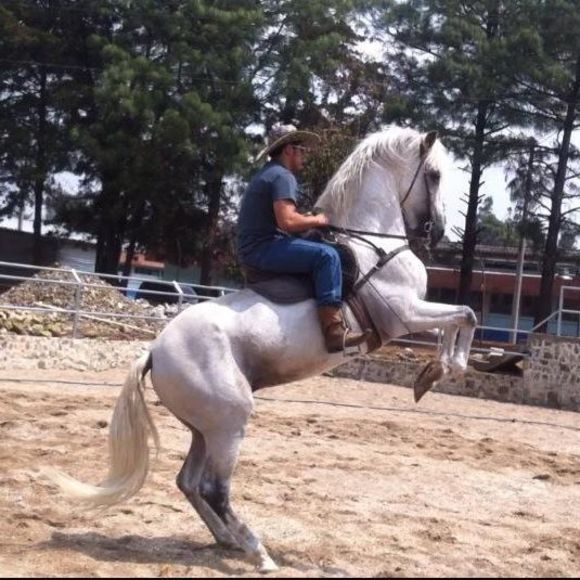 Meet your Posher, Rodolfo - Picture 1 of 1